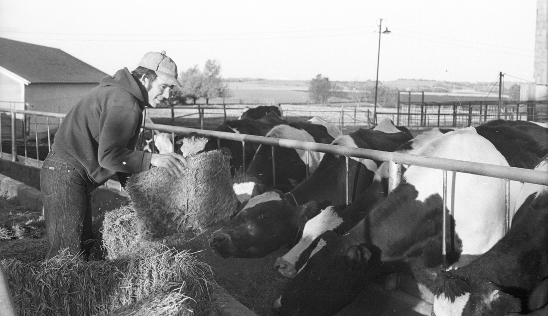 John Carlin and Dairy Cows in Smolan